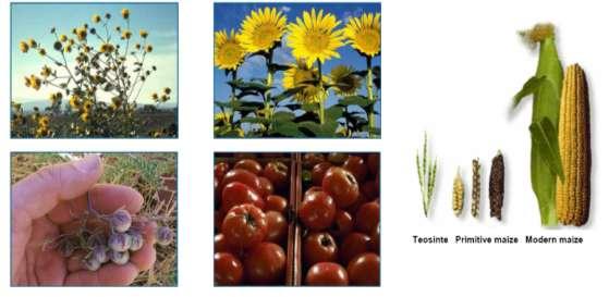 Plant Breeding Changing genetic make-up of plants for the benefit of humankind Developing new varieties through creation of new genetic diversity