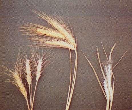 Wheat 2n=6x=42 AABBDD or AABB Rye