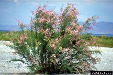 Salt Cedar or Tamarisk (Tamarix spp.