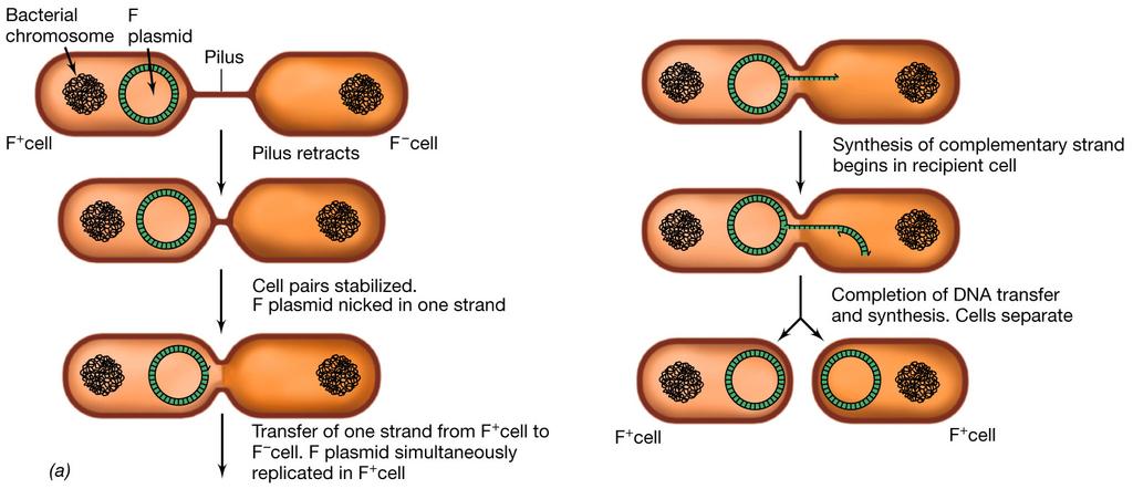 Microm 410 2009: Gene Movement-Conjugation F (fertility) plasmid Fig 11.
