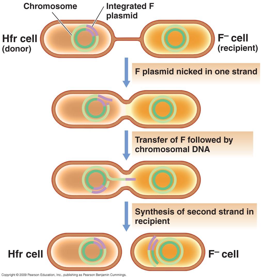 Usually a moblizable plasmid-specific DNA-processing function (still using ssdna transfer process). ColE1 cannot move by itself! F plasmid can integrate into E. coli chromosome Fig. 11.