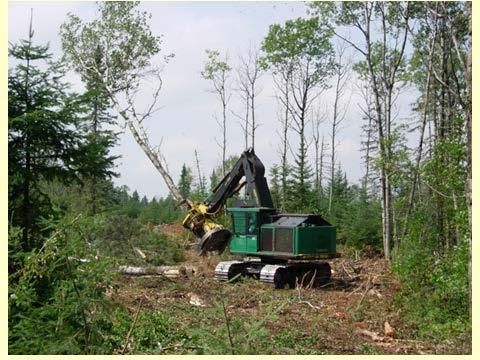 More More summer disturbance to aid pine regeneration,