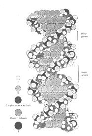 DNA Structures Biochemistry 201 Molecular Biology January 5, 2000 Doug Brutlag The Structural Conformations of DNA 1.