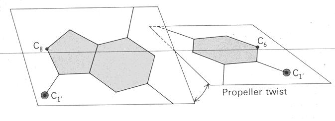 4. The propeller twist of the base pairs results in purine-purine clash in the center of the helix.