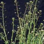 purse Three-horned bedstraw