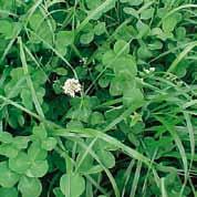 ABOUT BROADSTRIKE Since its launch in 1994 when it was initially registered for the control of specific weeds in field peas and cereal crops, Broadstrike s usage today is