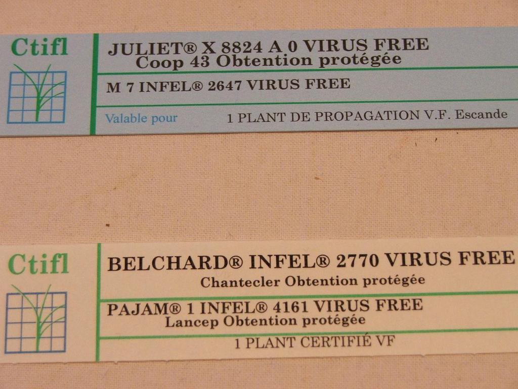 Certification labels from France for Malus (apple) Basic (propagation) material label above, showing