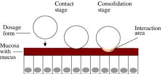 Stage 1: the wetting/contact stage. This involves intimate contact between the bioadhesive and the substrate. This can be from sufficient wetting or from swelling of the bioadhesive material.