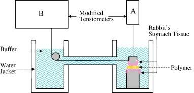 Measurement of tensile strength: in the tensile strength method, the force required to break the adhesive bond between the model membrane and the polymers is measured.