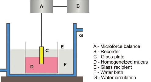 Figure 5: Apparatus to determine mucoadhesion in vitro, using Wilhemy s technique 1 Rheological method can be used to test semi-solids and liquid dosage forms.