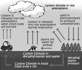 Photosynthesis: plants to make glucose. Respiration: plants and animals into the atmosphere.