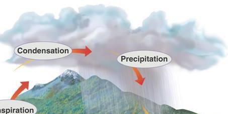 Precipitation: When the droplets are large enough, the water returns