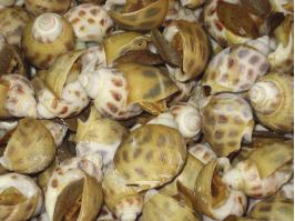 areolata, characterized by change in shell color from dark brown spots