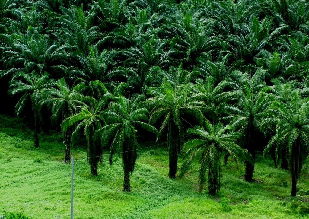 PALM OIL INDUSTRIAL CLUSTER LAHAD DATU Palm Oil Industrial Cluster Concept Research Institutes Residential Educational Institutions Bulkers