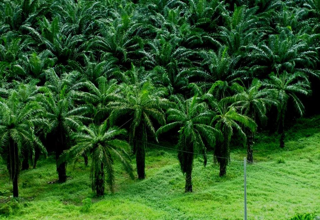 Companies CPO Mills Oil Palm Plantations Fertilizers Energy Suppliers Refineries Commercial Development Bio-based Chemical Oleochemicals Food
