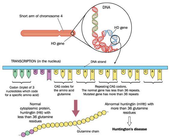 Huntington s disease Caused by a dominant allele for a protein found in brain cells Codon CAG is repeated a lot (more than 40 times) Unclear why long string of resultant glutamine causes