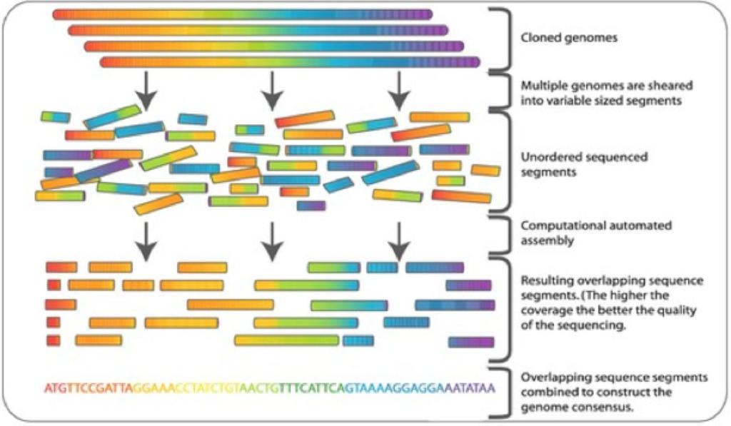 Sequencing and identifying genes Once DNA is marked they used a method called shotgun sequencing DNA is cut into