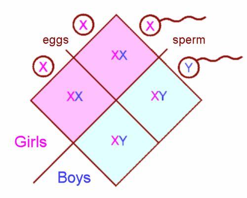 Sex chromosomes Most chromosomes are called autosomal chromosomes or