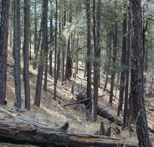 Forest Resources of the Tonto National Forest John D.
