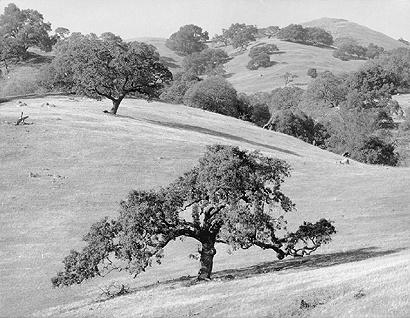 Golden brown hills dotted with gnarled oak trees epitomize what California looks like and
