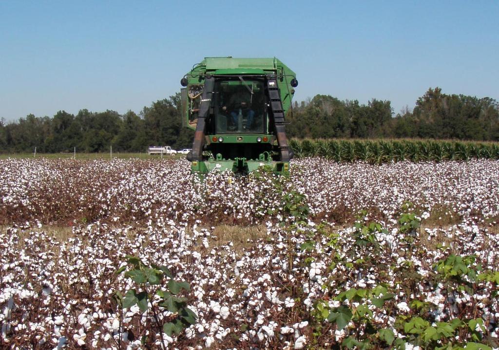 Cotton was harvested