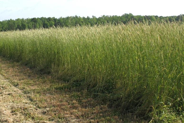 produce maximum biomass to provide most