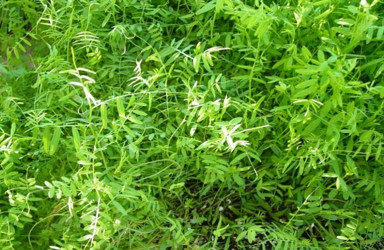 N/acre Hairy Vetch: 4,000 to 7,000 lbs.
