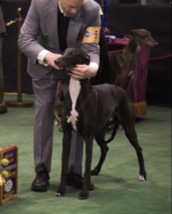 little OSA in show Greyhounds) 153 cases 114
