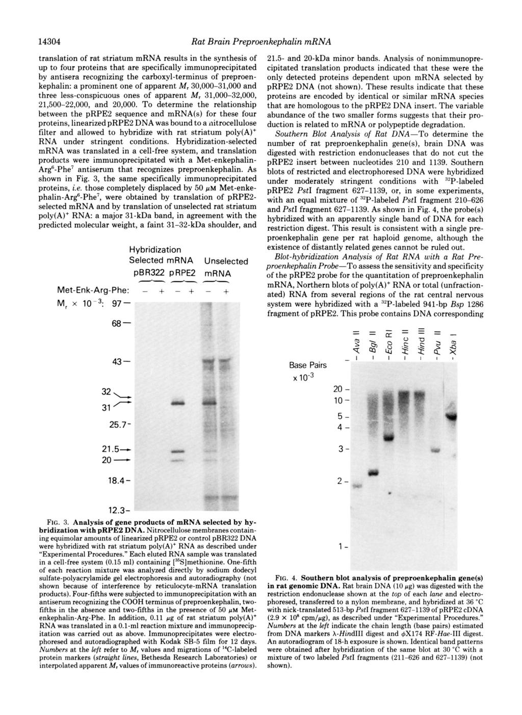 Rat Brain Preproenkephalin mrna 1434 translation of rat striatum mrna results in the synthesisof up to four proteins that are specifically immunoprecipitated by antisera recognizing the