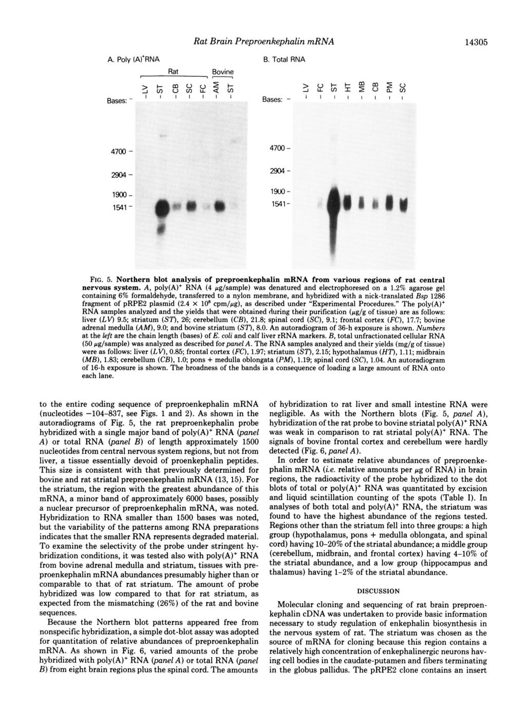 Rat Brain Preproenkephulin mrna B. Total RNA A. Poly (ATRNA Bovine 47-294- 1435 Rat 47-294- 19-19- 1541-1541 - FG.5. Northern blot analysis of preproenkephalin mrna from various regions of rat central nervous system.