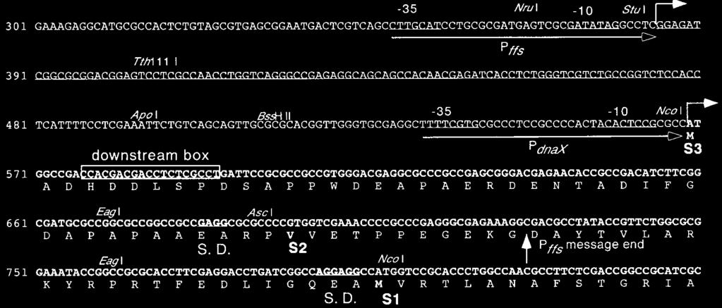 VOL. 179, 1997 CAULOBACTER dnax TRANSLATION 3983 FIG. 1. Nucleotide sequence of the ffs-dnax intergenic region showing potential translational start sites, S1, S2, and S3. The mature 4.