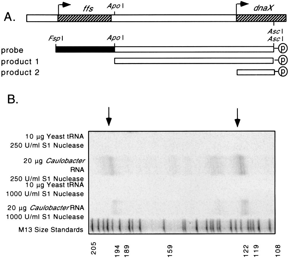 The fusions were introduced into the Caulobacter chromosome at the dnax locus by homologous recombination, maintaining a wild-type copy of the dnax gene.