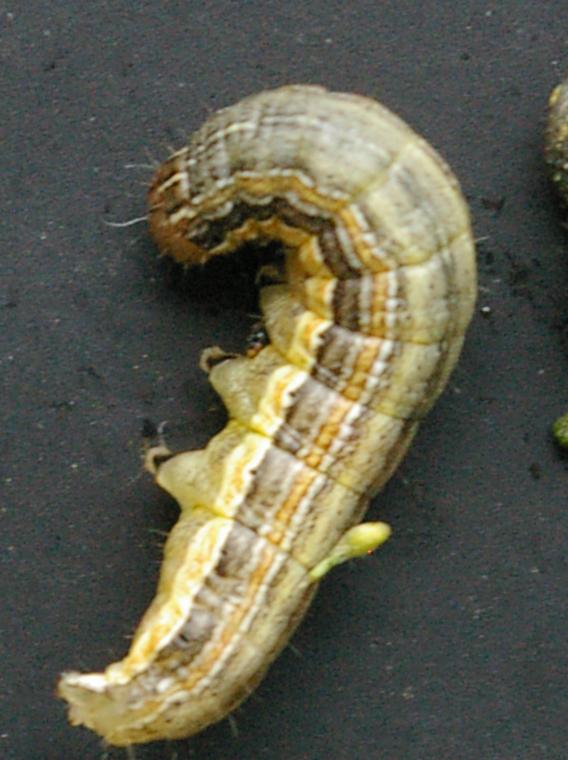 Southwest MN IPM STUFF All the pestilence that s fit to print True Armyworm Bruce Potter Revised 6/01/2017 The mere mention of armyworms can cause angst in those who have experienced outbreaks, and