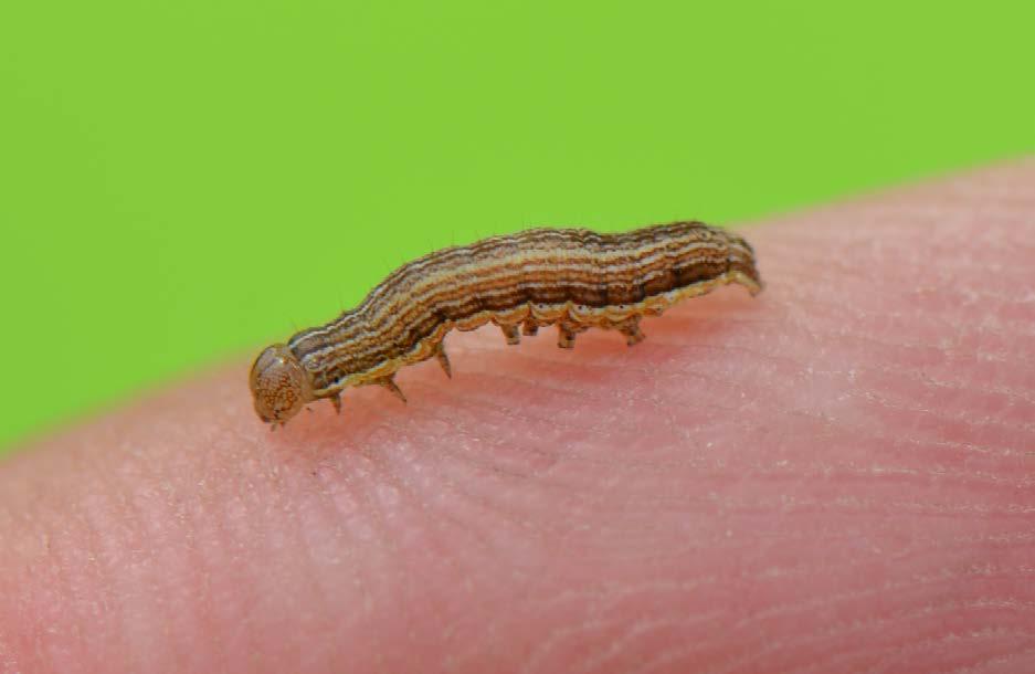 Armyworm larvae have their share of problems. They are often heavily parasitized by flies and wasps, and they can be infected by fungal and virus diseases.
