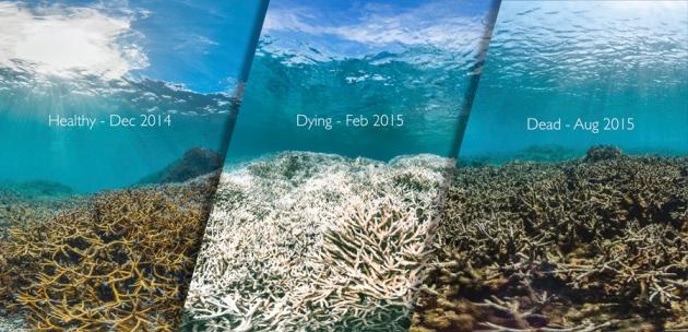 Figure 3: Example of coral reef mortality in American Samoa 2014-2016 Photo by R.
