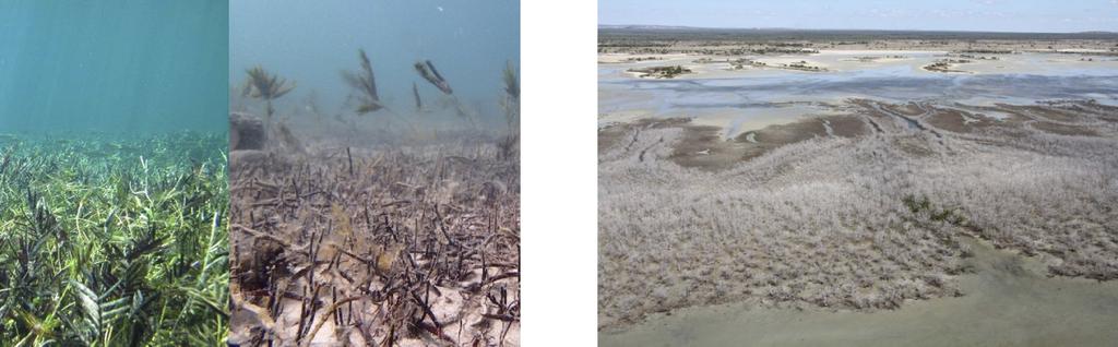 Figure 4: Left: Massive seagrass beds in Western Australia's Shark Bay (a UNESCO World Heritage Site) still have 22 not recovered from a devastating marine heat wave in 2011.