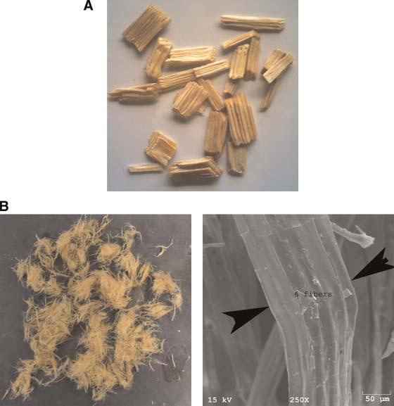 Figure 1. (A) Wood chips and (B) wood fiber bundles after refining. [Color figure can be seen in the online version of this article, available at www.interscience.wiley.com.