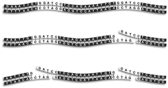 Transgenic Biotechnology Restriction Enzymes Human growth hormone (HGH) produced within a bacterium that has been made transgenic by means of incorporating a human gene Restriction enzymes proteins