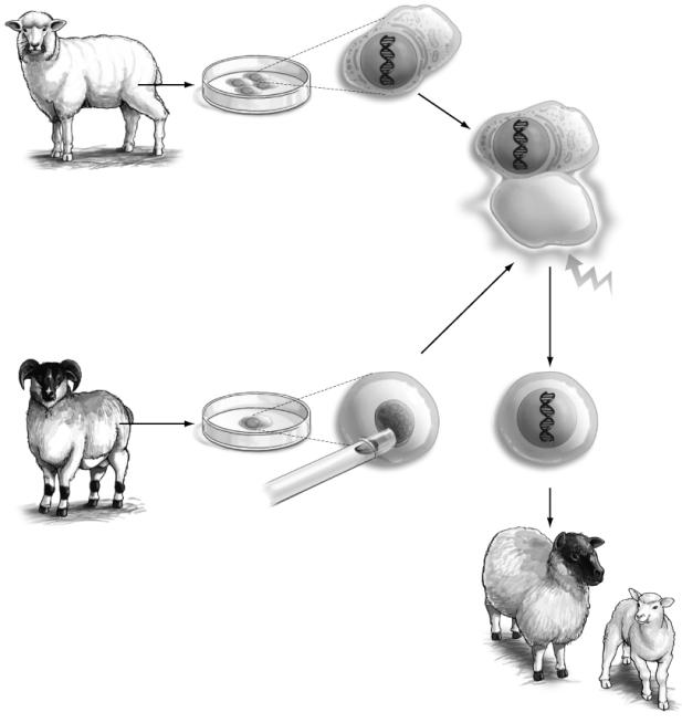 Reproductive Cloning Reproductive Cloning Reproductive cloning is the process of making adult clones of mammals of a defined genotype.