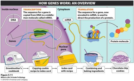 fragments, duplicate versions of genes, and