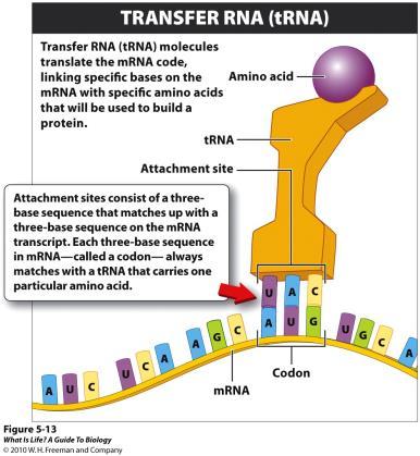 units Transfer RNA The Genetic Code Insert figure