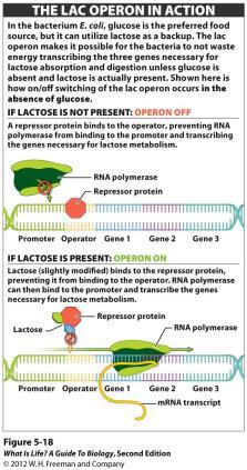 Gene Control Promoter Operator Regulatory gene Eukaryotic Gene Control There are many other ways that genes can