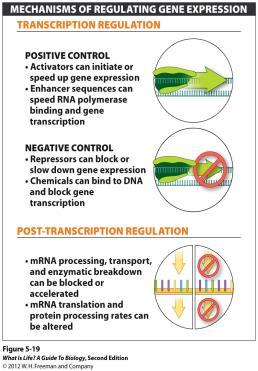 Transcription Regulation Activators and repressors Enhancer sequences Chemical interference What causes a