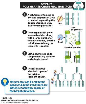 5.11 What is biotechnology?