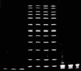 Typical results In this section, typical appearance of Amersham ECL Gel, before, during, and after electrophoresis is illustrated.