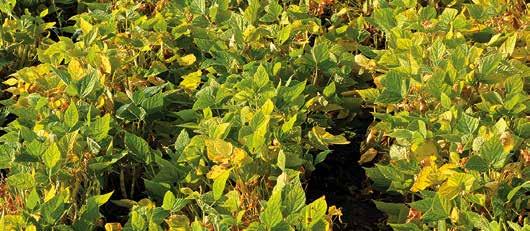 Applying a pre-harvest herbicide at this point may cause a reduction in seed size