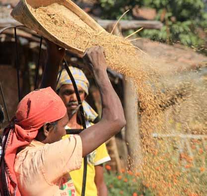 PHOTO : Farmers sifting wheat