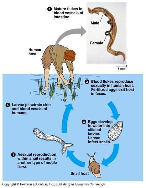 Schistosomiasis is transmitted by human contact with contaminated fresh water (lakes and ponds, rivers, dams) inhabited by snails carrying the parasite.