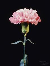 Incomplete dominance in carnation flower color: RR (red), Rr (pink), and rr (white) (ArsNatura) Frequency of Dominant Alleles Dominant alleles are not