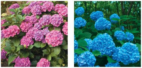 Figure 14.14 The effect of environment on the phenotype of hydrangea Hydrangea flowers of the same genotype range from blue-violet to pink, depending on soil acidity and aluminum content.
